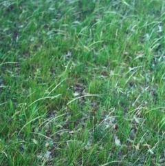 Dichelachne rara (Plume Grass) at Conder, ACT - 10 Dec 2000 by michaelb