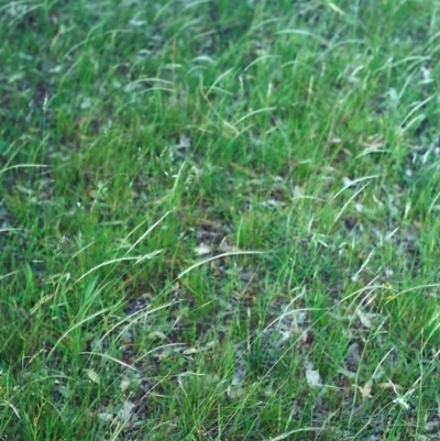 Dichelachne rara (Plume Grass) at Tuggeranong Hill - 10 Dec 2000 by michaelb