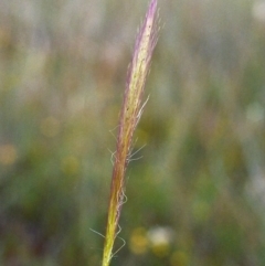 Dichelachne micrantha (Short-Haired Plume Grass) at Tuggeranong Hill - 30 Nov 1999 by michaelb