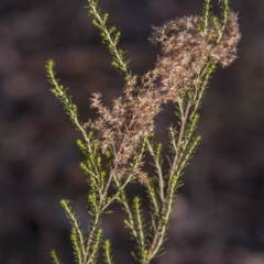 Cassinia sifton at Isaacs Ridge Offset Area - 1 Jun 2015 12:00 AM