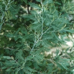 Acacia dealbata (Silver Wattle) at Tuggeranong Hill - 19 Apr 2000 by michaelb