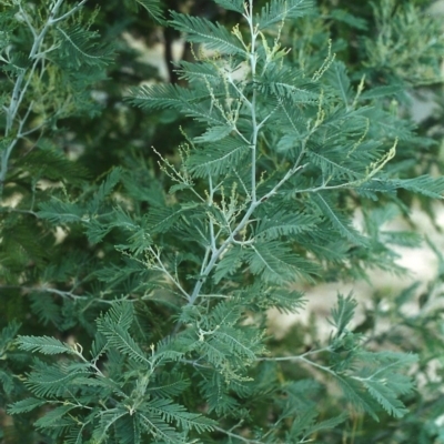 Acacia dealbata (Silver Wattle) at Tuggeranong Hill - 19 Apr 2000 by michaelb