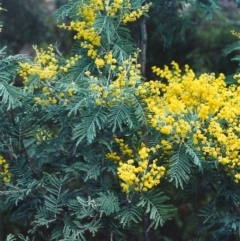 Acacia dealbata (Silver Wattle) at Rob Roy Range - 31 Aug 2000 by MichaelBedingfield