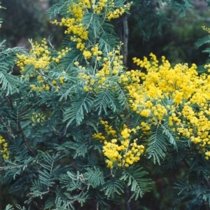 Acacia dealbata at Conder, ACT - 31 Aug 2000