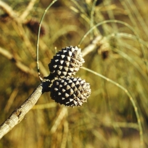 Allocasuarina verticillata at Theodore, ACT - 13 Jan 2001