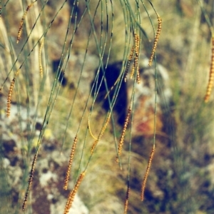 Allocasuarina verticillata at Conder, ACT - 11 Aug 2000 12:00 AM