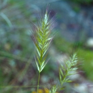 Dichelachne sp. at Conder, ACT - 20 Nov 2000