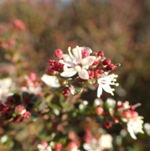 Leionema lamprophyllum subsp. obovatum at Uriarra, NSW - suppressed