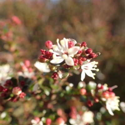 Leionema lamprophyllum subsp. obovatum (Shiny Phebalium) at Uriarra, NSW - 4 Jun 2015 by lyndsey