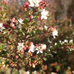 Leionema lamprophyllum subsp. obovatum at Uriarra, NSW - suppressed