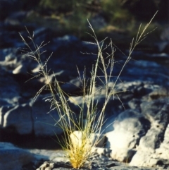 Eragrostis parviflora (Weeping Love Grass) at Greenway, ACT - 24 Jan 2007 by michaelb