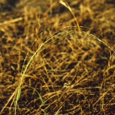 Eragrostis parviflora (Weeping Love Grass) at Paddys River, ACT - 20 Jan 2007 by MichaelBedingfield