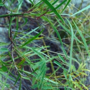 Acacia implexa at Conder, ACT - 21 Jan 2001