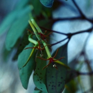 Muellerina eucalyptoides at Theodore, ACT - 11 Jan 2001