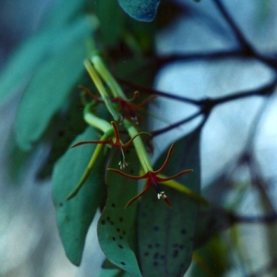 Muellerina eucalyptoides (Creeping Mistletoe) at Theodore, ACT - 10 Jan 2001 by michaelb