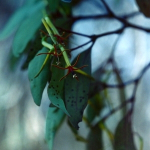 Muellerina eucalyptoides at Theodore, ACT - 11 Jan 2001