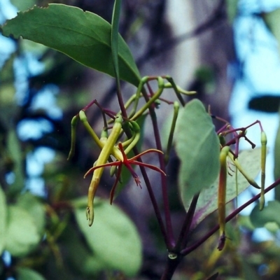 Muellerina eucalyptoides (Creeping Mistletoe) at Tuggeranong DC, ACT - 13 Jan 2001 by MichaelBedingfield