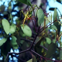 Muellerina eucalyptoides at Tuggeranong DC, ACT - 13 Jan 2001