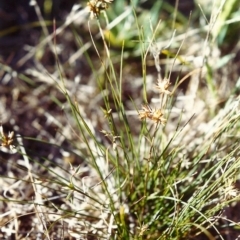 Juncus homalocaulis (A Rush) at Tuggeranong Hill - 14 Feb 2000 by michaelb