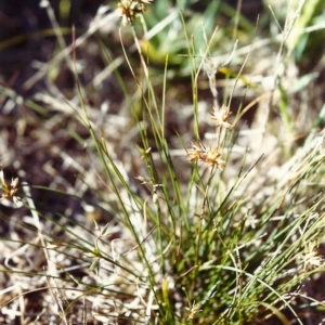 Juncus homalocaulis at Conder, ACT - 15 Feb 2000