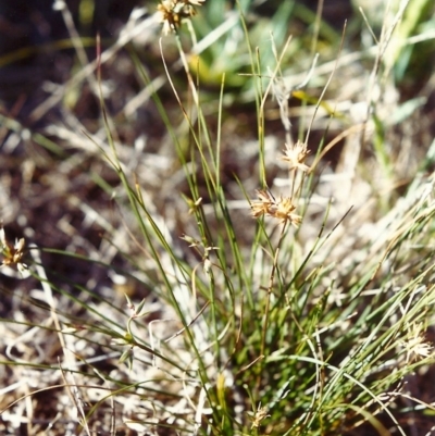 Juncus homalocaulis (A Rush) at Conder, ACT - 14 Feb 2000 by michaelb