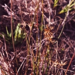 Juncus homalocaulis (A Rush) at Tuggeranong Hill - 10 Mar 2000 by michaelb