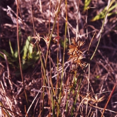 Juncus homalocaulis (A Rush) at Conder, ACT - 11 Mar 2000 by MichaelBedingfield