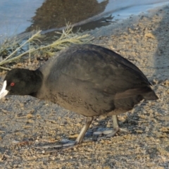 Fulica atra (Eurasian Coot) at Greenway, ACT - 22 Aug 2014 by MichaelBedingfield