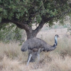 Dromaius novaehollandiae at Paddys River, ACT - 13 Jan 2014