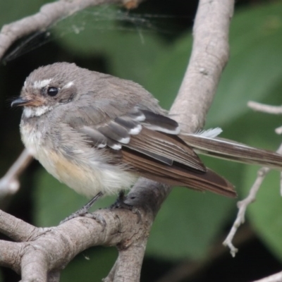 Rhipidura albiscapa (Grey Fantail) at Paddys River, ACT - 31 Jan 2015 by michaelb