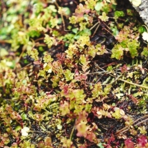 Hypericum japonicum at Conder, ACT - 10 Jul 2001