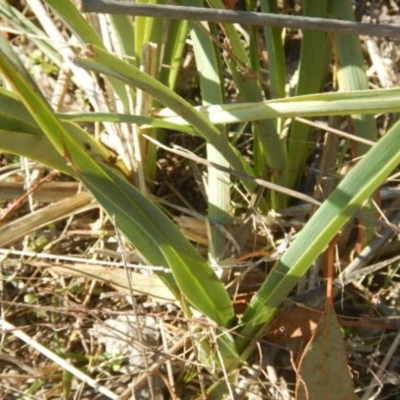 Dianella sp. aff. longifolia (Benambra) (Pale Flax Lily, Blue Flax Lily) at Stromlo, ACT - 30 May 2015 by MichaelMulvaney