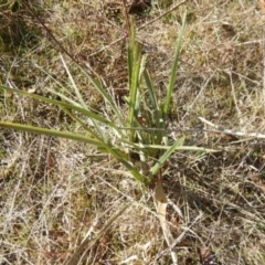 Dianella sp. aff. longifolia (Benambra) at Stromlo, ACT - 30 May 2015 02:54 PM