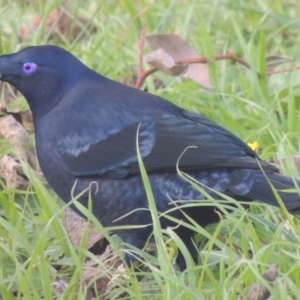 Ptilonorhynchus violaceus at Conder, ACT - 27 May 2015 04:27 PM