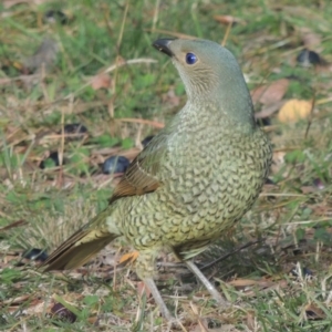 Ptilonorhynchus violaceus at Conder, ACT - 20 May 2015