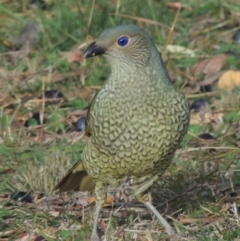 Ptilonorhynchus violaceus at Conder, ACT - 20 May 2015 04:29 PM