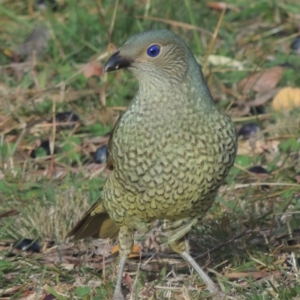 Ptilonorhynchus violaceus at Conder, ACT - 20 May 2015