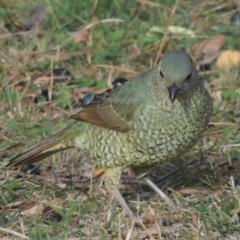 Ptilonorhynchus violaceus at Conder, ACT - 20 May 2015