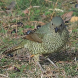 Ptilonorhynchus violaceus at Conder, ACT - 20 May 2015 04:29 PM