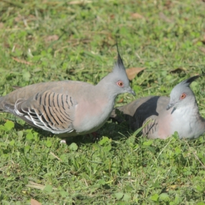 Ocyphaps lophotes (Crested Pigeon) at Conder, ACT - 1 Apr 2014 by MichaelBedingfield