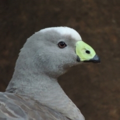 Cereopsis novaehollandiae (Cape Barren Goose) at Molonglo Valley, ACT - 3 Jun 2015 by michaelb