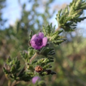 Prostanthera ? cryptandroides at Uriarra, NSW - 4 Jun 2015 10:39 AM