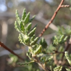 Prostanthera ? cryptandroides at Uriarra, NSW - 4 Jun 2015 10:39 AM