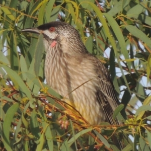 Anthochaera carunculata at Conder, ACT - 8 Apr 2014