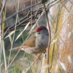 Neochmia temporalis (Red-browed Finch) at Paddys River, ACT - 28 Dec 2014 by michaelb