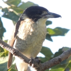 Cracticus torquatus (Grey Butcherbird) at Conder, ACT - 26 Mar 2015 by MichaelBedingfield