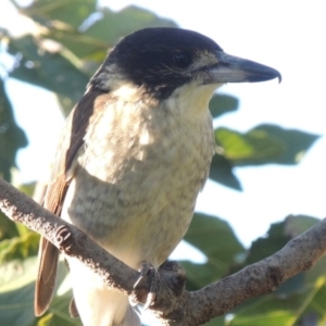 Cracticus torquatus at Conder, ACT - 26 Mar 2015 06:08 PM