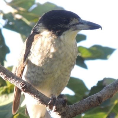 Cracticus torquatus (Grey Butcherbird) at Conder, ACT - 26 Mar 2015 by michaelb