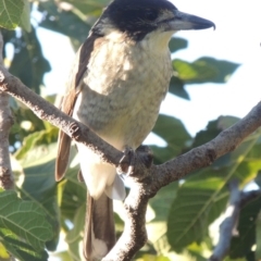 Cracticus torquatus at Conder, ACT - 26 Mar 2015 06:08 PM