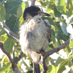 Cracticus torquatus at Conder, ACT - 26 Mar 2015